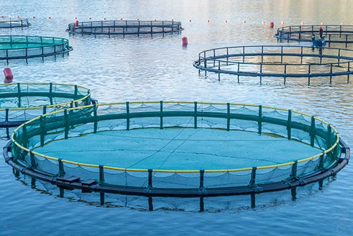 aqua-farm